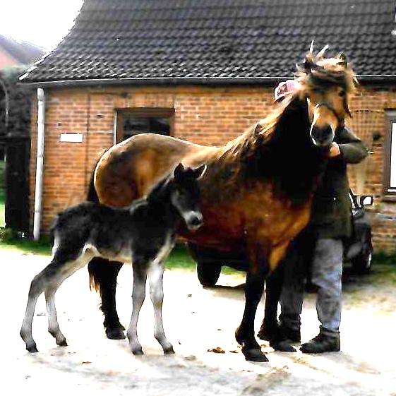brynja_gestüt_barghof
